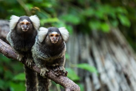 What Is A Marmoset Everything You Need To Know Tynemouth Aquarium