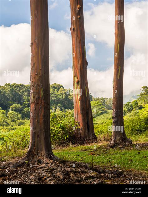 Rainbow Eucalyptus Hi Res Stock Photography And Images Alamy