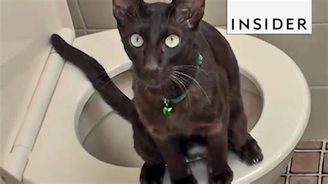 teach your cat to use the toilet seeds yonsei ac kr