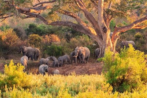 Safari Por El Parque Nacional Kruger Tourse Excursiones