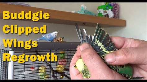 Budgies Clipped Wings How Long Before Flight Feathers Grow Back After