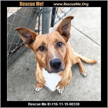 Learn more about adopting a corgi puppy or dog. California Corgi Rescue ― ADOPTIONS ― RescueMe.Org