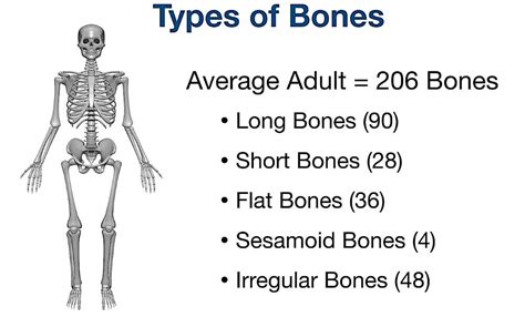 How To Find The 206 Bones Name List Pdf
