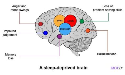 What Happens When Your Brain Doesnt Sleep Infographic Brainhq From