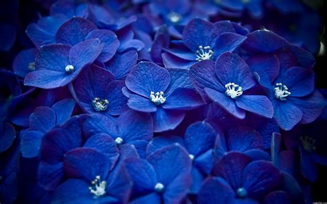 Flores Azules En Hd Blue Flowers Hot Bollywood And Hollywood Actress
