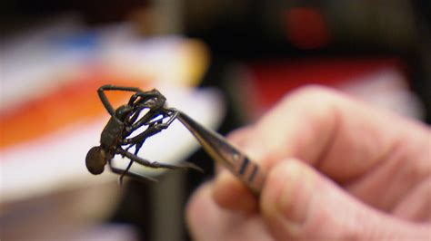 Ihr wissenschaftlicher name lautet atrax robustus und sie kommt sowohl innerhalb als auch in der umgebung sydneys vor. Trichternetzspinne im Dschungelcamp: Wie gefährlich leben ...