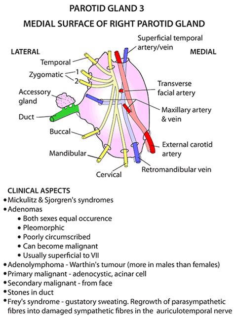 Instant Anatomy Head And Neck Areasorgans Parotid Region