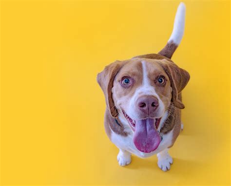 Fearful Dogs - Pasadena Humane