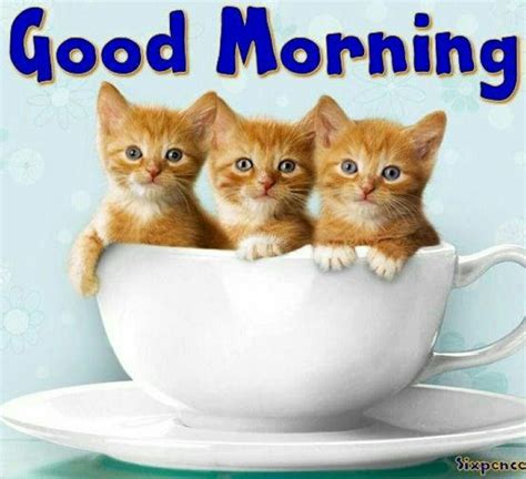 Pin By Joyous On Coffee And Morning Stuff ~ ~ Teacup Kitten Kittens Cutest Kittens And Puppies