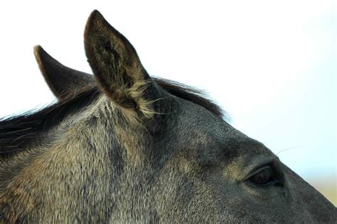 Otitis Externa In Horses Symptoms Causes Diagnosis Treatment