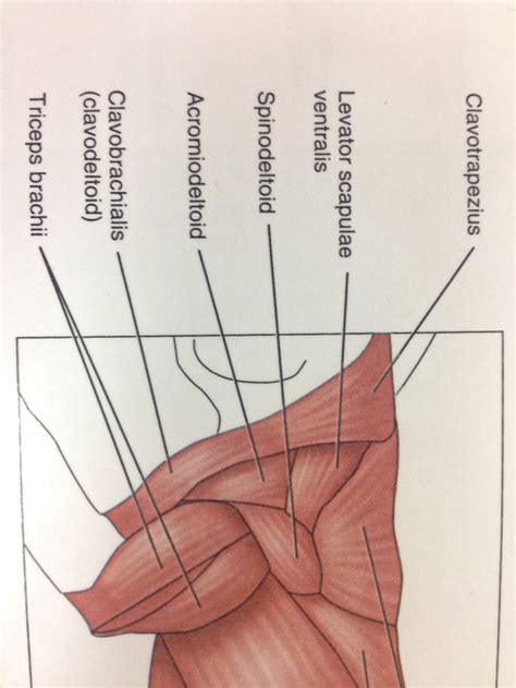 The accompanying muscle diagram reveals the muscles' positions beneath the surface. Muscles of the Forearm and Arm, Back and Shoulder | Cat ...