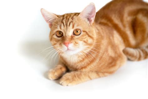 Orange Tabby Cats Facts Lifespan And Intelligence All About Cats