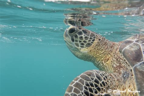 Marcel Huijser Photography Green sea turtle Chelonia mydas Yucatán