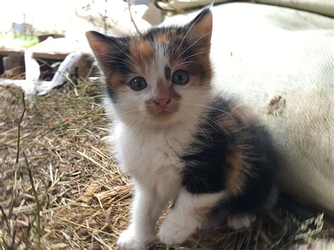 Calico cats are some of the most beautiful cats in the world. Calico cat - Wikipedia