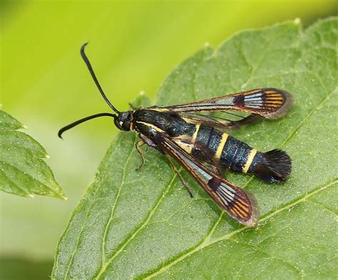 Synanthedon Tipuliformiscurrant Clearwing Moth Photographed By Jill