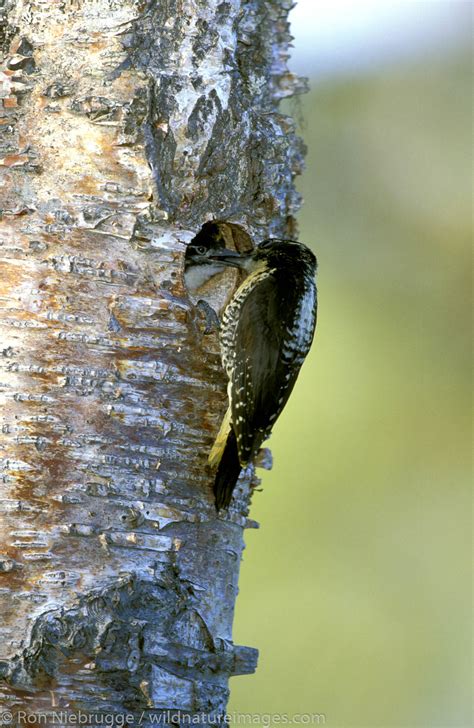 Three Toed Woodpecker Nest Alaska Photos By Ron Niebrugge