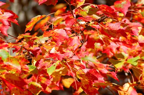 Red maple leaves illustration, autumn leaf color maple leaf, autumn leaves beautiful maple leaf transparent background png clipart. Best Maple Trees for Fall Color