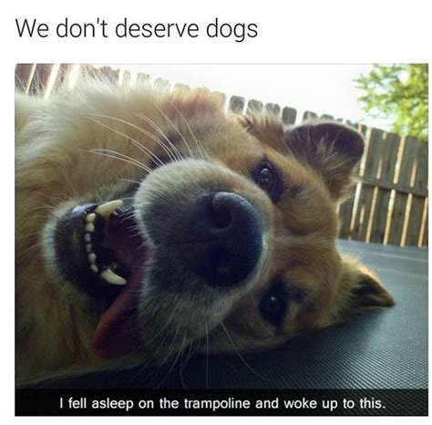 10 Of The Happiest Dog Memes Ever That Will Make You Smile From Ear To