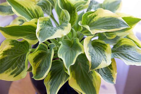 Hostas Indoor Plant Care And Growing Guide