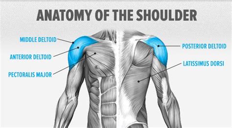 The intrinsic muscles of the posterior are responsible for maintaining posture and facilitating movement of the head and neck. Pin on Workout Tip Sheets