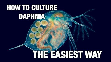 How To Culture Daphnia In Just 5 Minutes Easy And Complete Guide