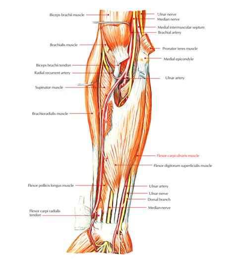 Flexor Carpi Ulnaris Earth S Lab