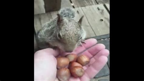 Hungry Squirrel Stuffs Acorns Into Mouth