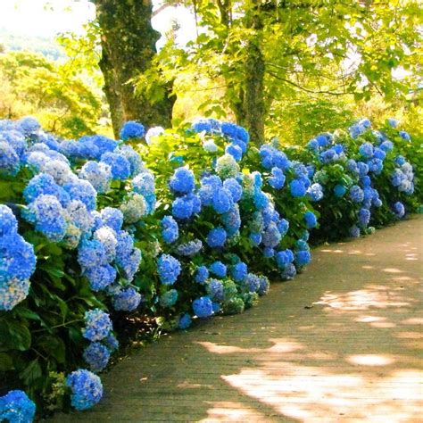 Nikko Blue Hydrangea In Nikko Blue Hydrangea Blue Hydrangea