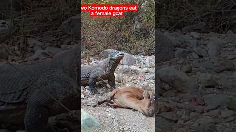 Two Komodo Dragons Eat A Female Goatshortskomodoanimalswildlife