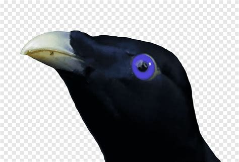 Short Beak Black Bird Lemme Smash Ron Stare Memes Lemme Smash Png