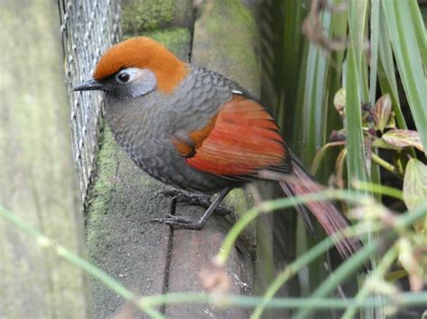 Red Tailed Laughingthrush Zoochat