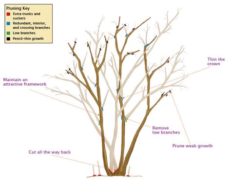 Tree And Shrub Pruning Guide Fairview Garden Center