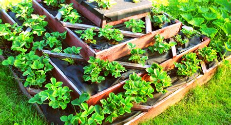 You could be growing a lot more, without any extra effort. Growing Veggies In Small Spaces - Best Veggies That Grow ...