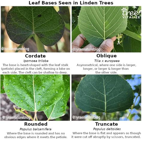 How To Identify Linden Trees Leaf Bark Flowers And More