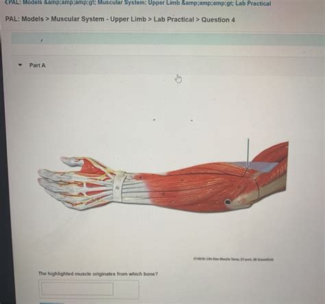 Solved Muscular System Upper Limb Lab Practical Chegg Com