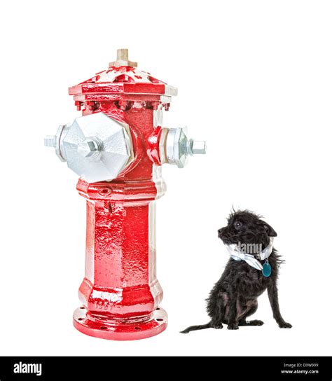 Dog And Fire Hydrant Stock Photos And Dog And Fire Hydrant Stock Images