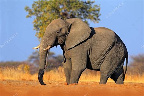 Elefante Africano Grande Fotografía De Stock © Ondrejprosicky