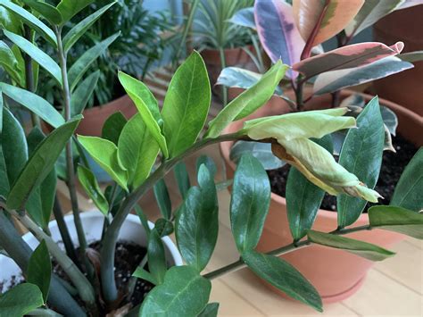 Why My Zz Plant New Growth Leaf Tip Dry Out Thx Rplantclinic