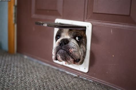 Dogs have fractured their shoulders falling down stairs. Bulldog peeps through pet hole - Funny pictures of animals