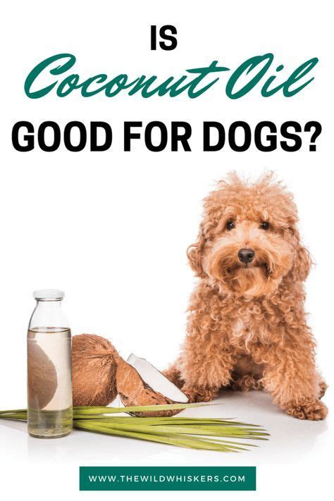 Is Coconut Oil Good For Dogs Coconut Oil For Dogs Coconut Oil For