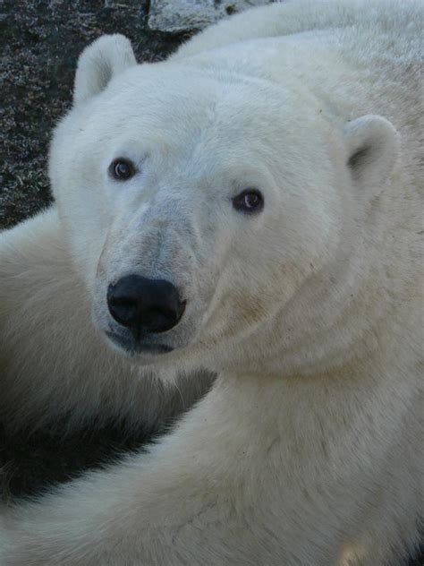 Polar Bear Portrait Gone Walkabout Again