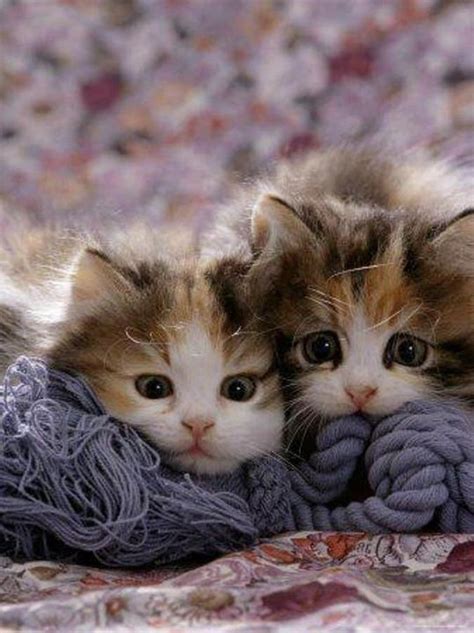 Found On Bing From With Images Kittens Cutest Cute Cats