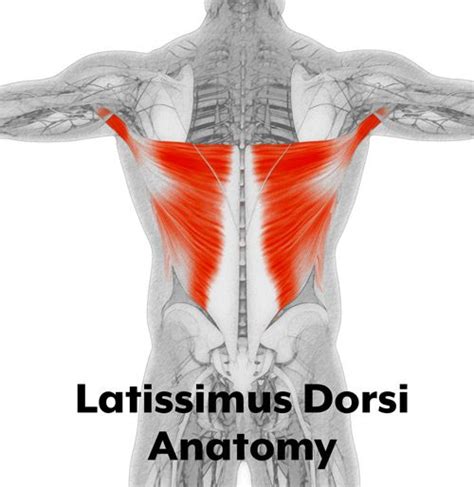 Latissimus Dorsi Pain Release And Best Sleeping Position Effective