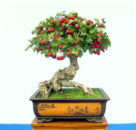 Focus on slowing its progress and preventing it from spreading to other trees in the surrounding area. 20pcs/bag hawthorn bonsai fruit tree seeds home grown ...