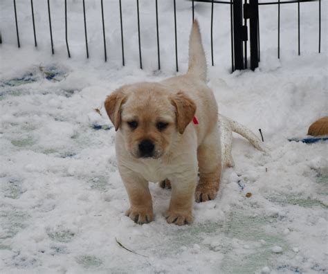 Maybe you would like to learn more about one of these? 44 Best Photos English Yellow Lab Puppies For Sale In Ohio : Highland Labradors ...