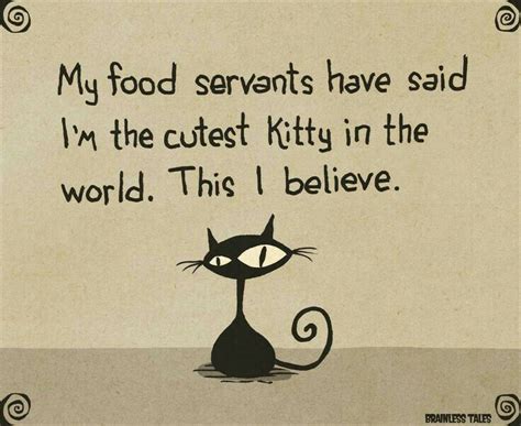 Pin By Mary On Kute Kits Cute Cats Cat Quotes Crazy Cats