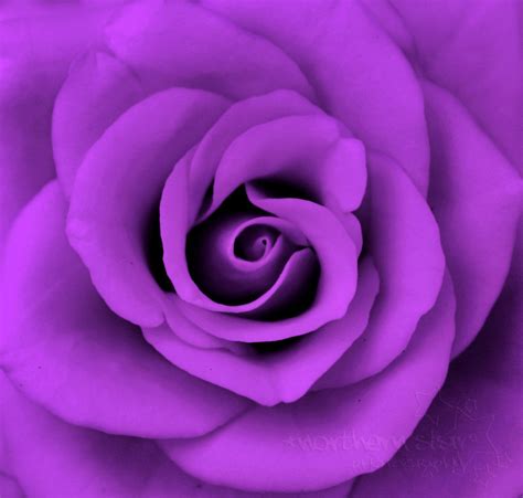 Purple Roses Purple Photo 21933063 Fanpop