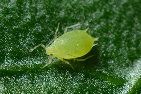 Hey everybody it's dak here from theedb0ys and welcome to my osrs pest control guide. Types of Cannabis Pest And Bugs Problem | Growing ...