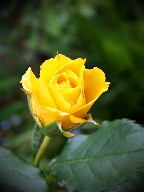 Members of the western writers of america chose it as one of the top 100 western songs of all time. Yellow Rose of Texas | Flower for life | Pinterest