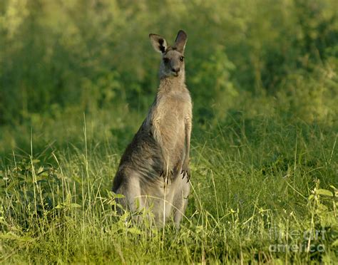 Kangaroo Female Photograph By Bob Christopher